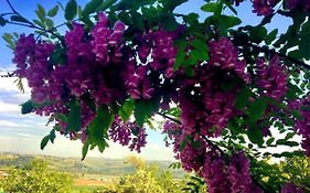 B&B Acacia Rosa